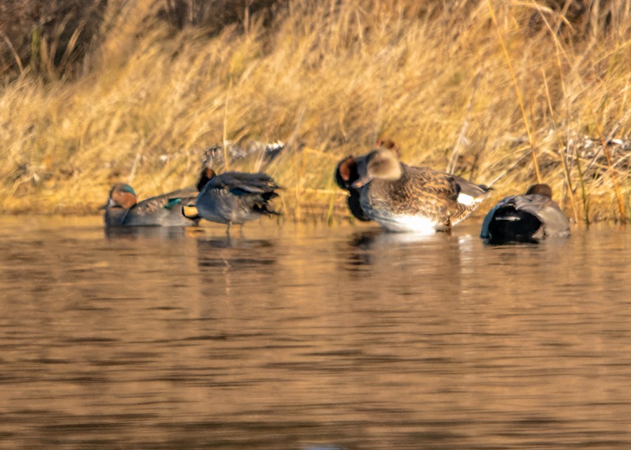 Green-winged Teal - ML507380241