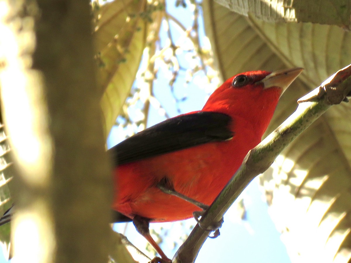 Scarlet Tanager - ML507380591
