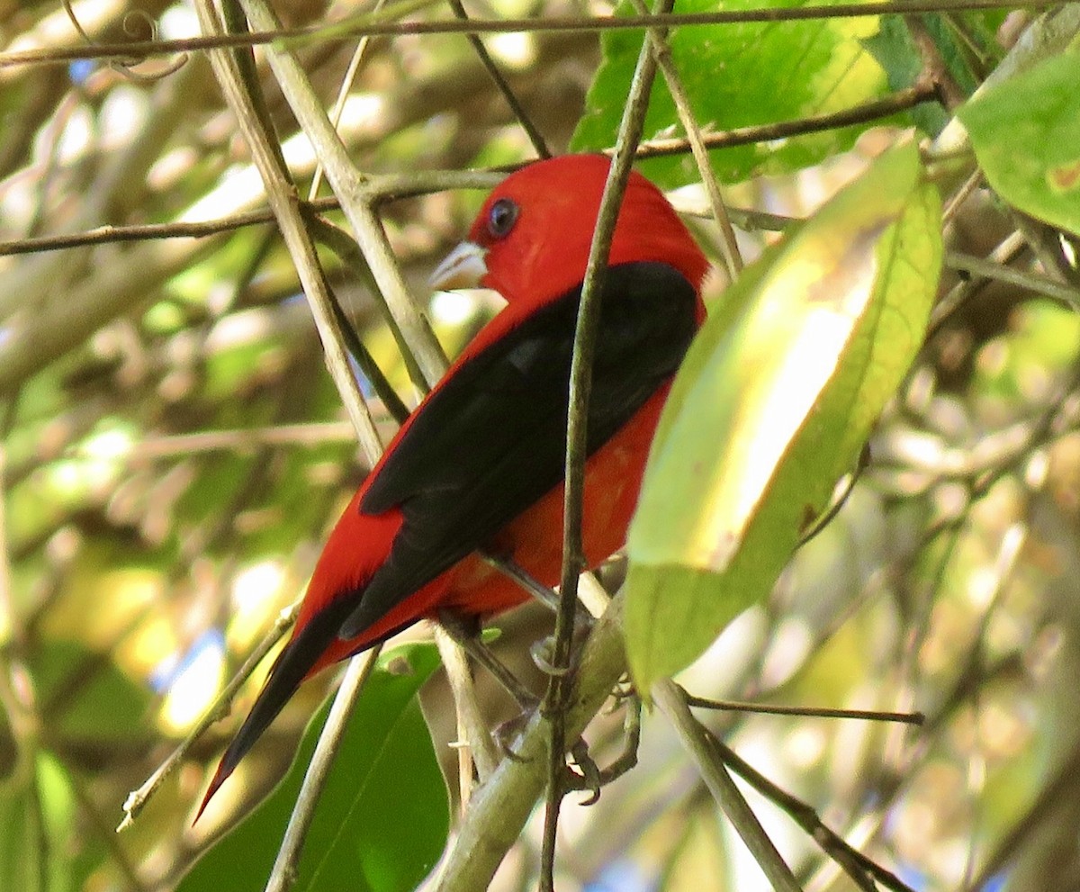 Scarlet Tanager - ML507380611