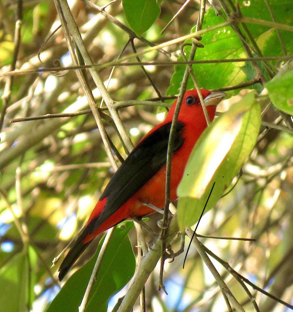 Scarlet Tanager - ML507380621