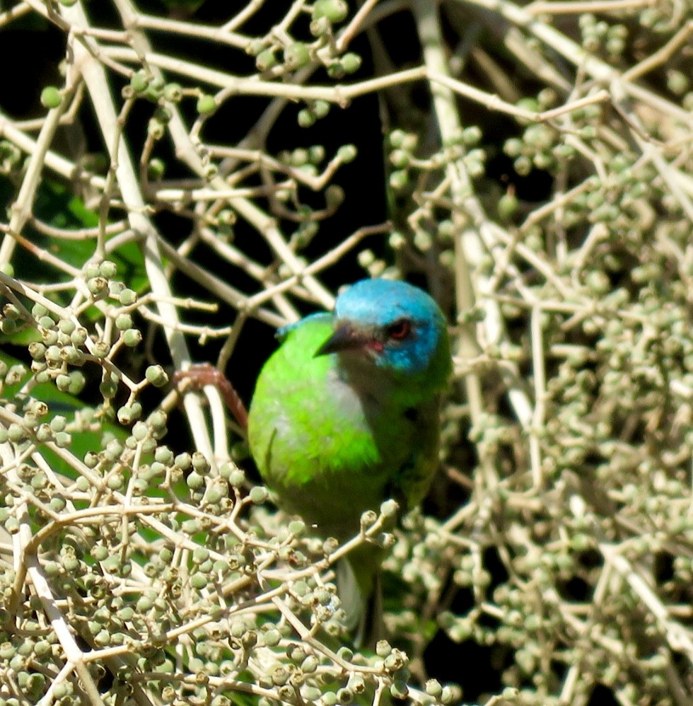 Blue Dacnis - ML507380811