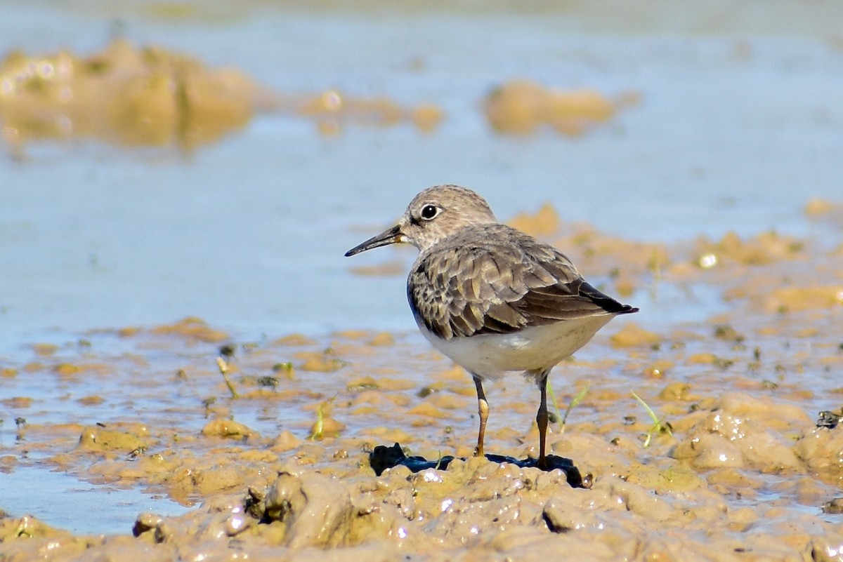 temmincksnipe - ML507381111