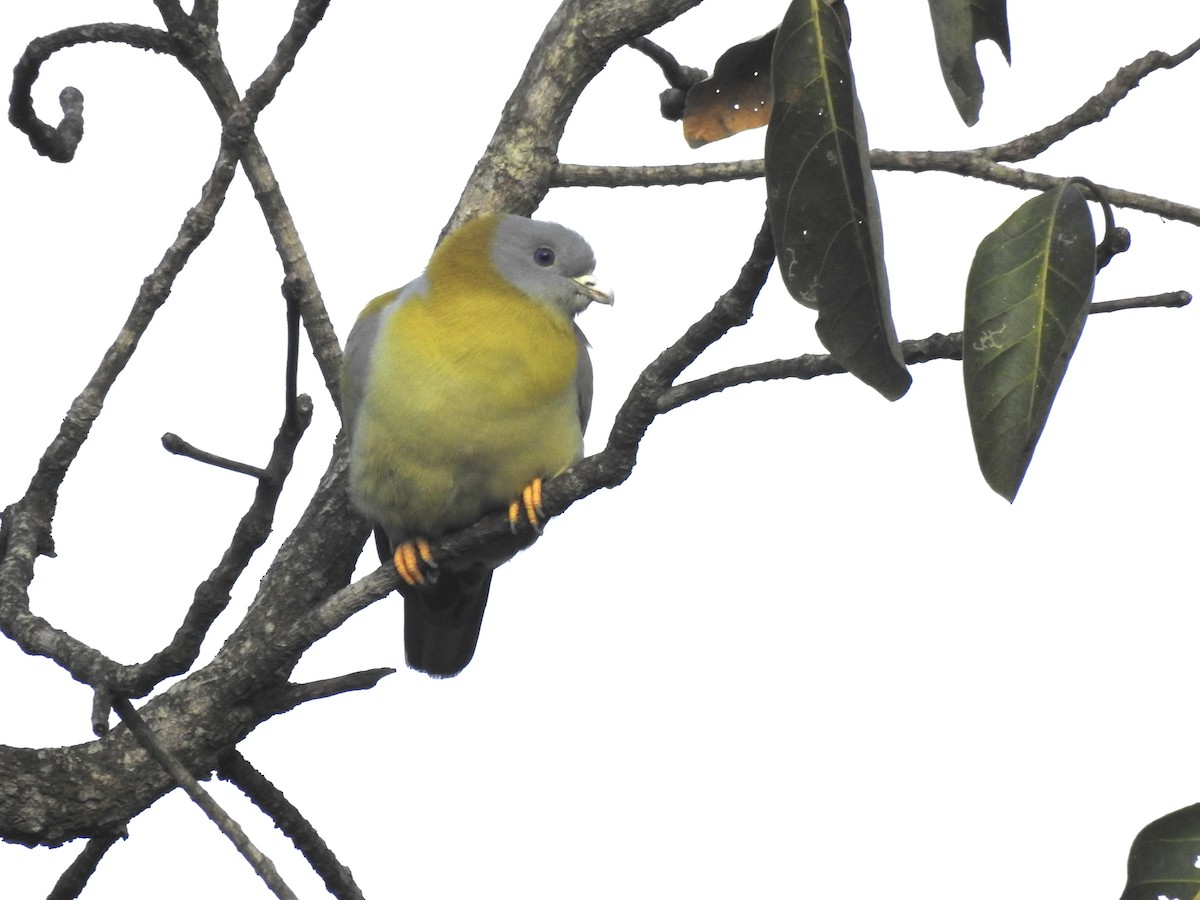 Yellow-footed Green-Pigeon - ML507381521