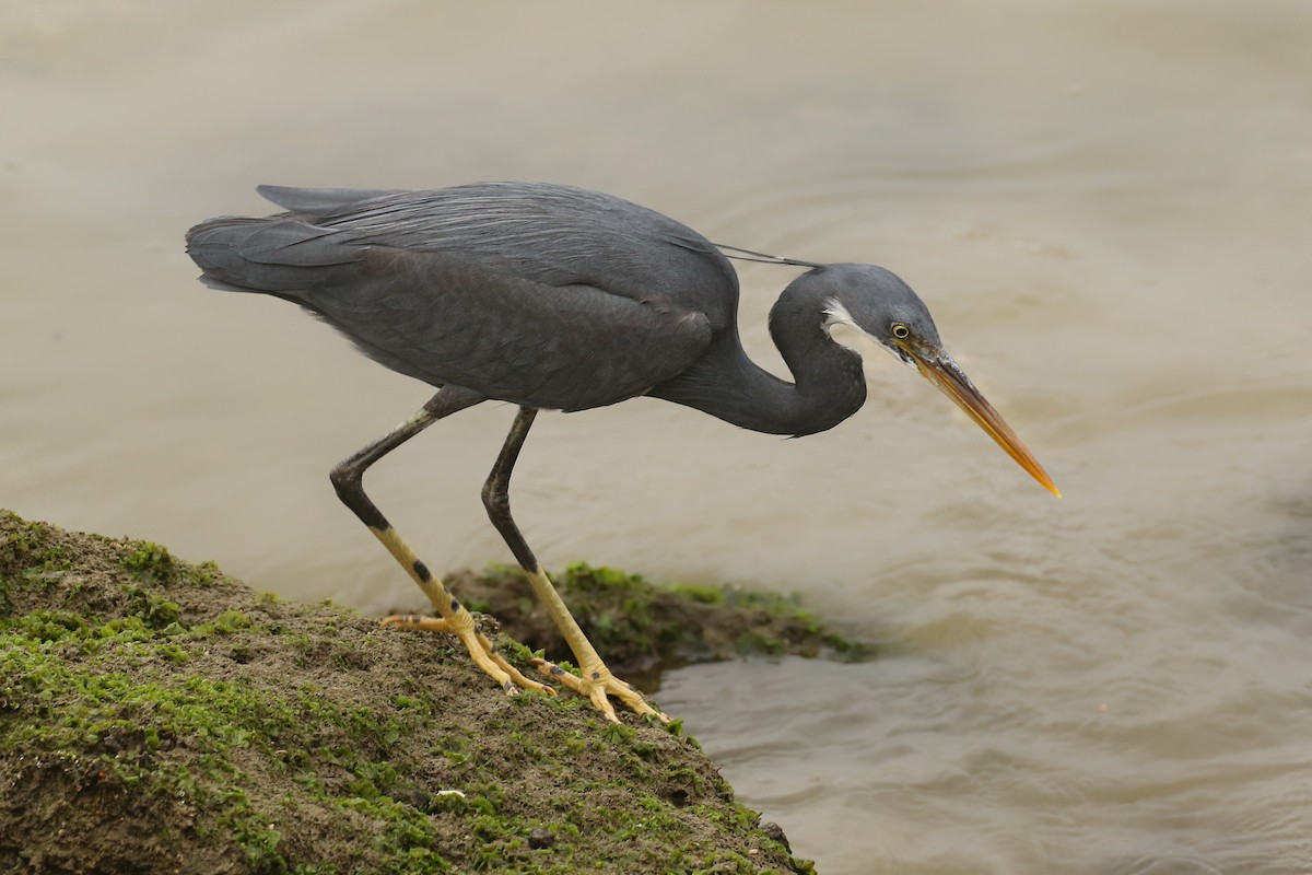 Western Reef-Heron - ML507381531