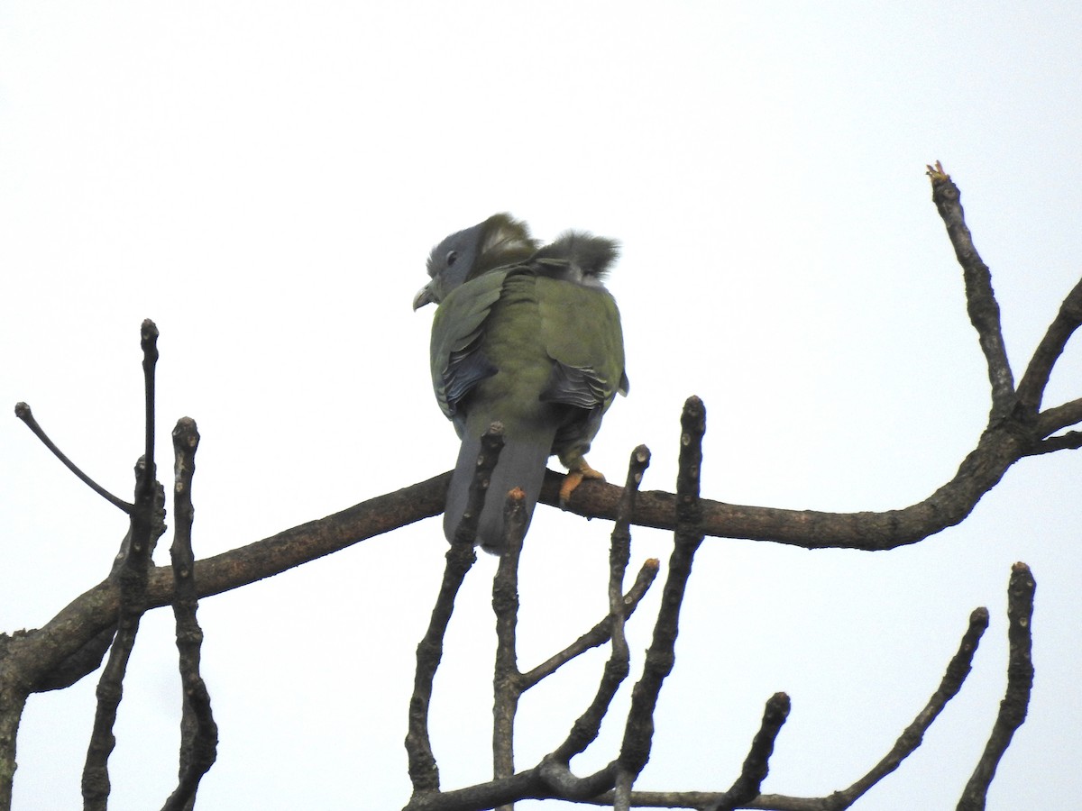 Yellow-footed Green-Pigeon - ML507381601
