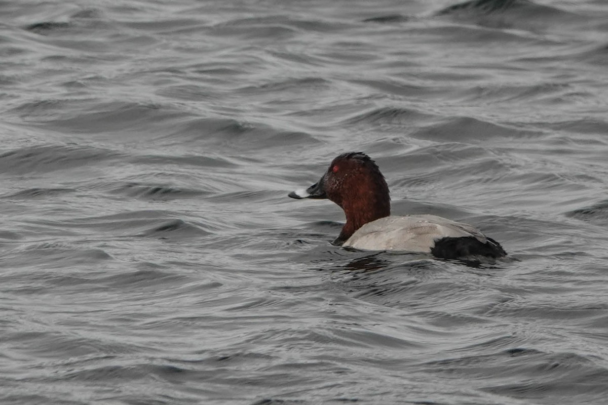 Common Pochard - ML507382161