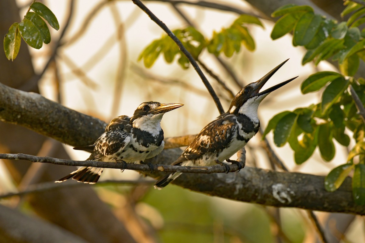 Pied Kingfisher - ML507383251