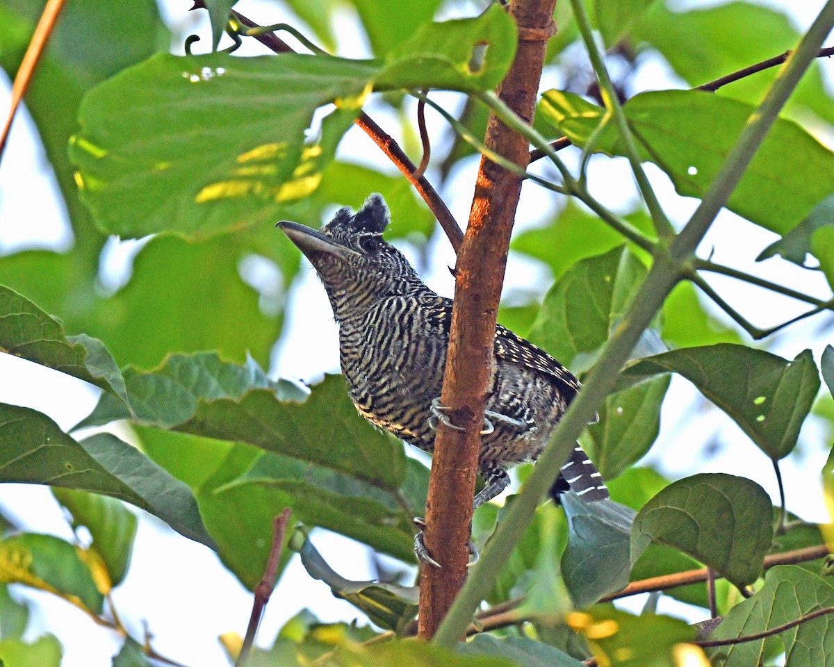 Bamboo Antshrike - ML507383311