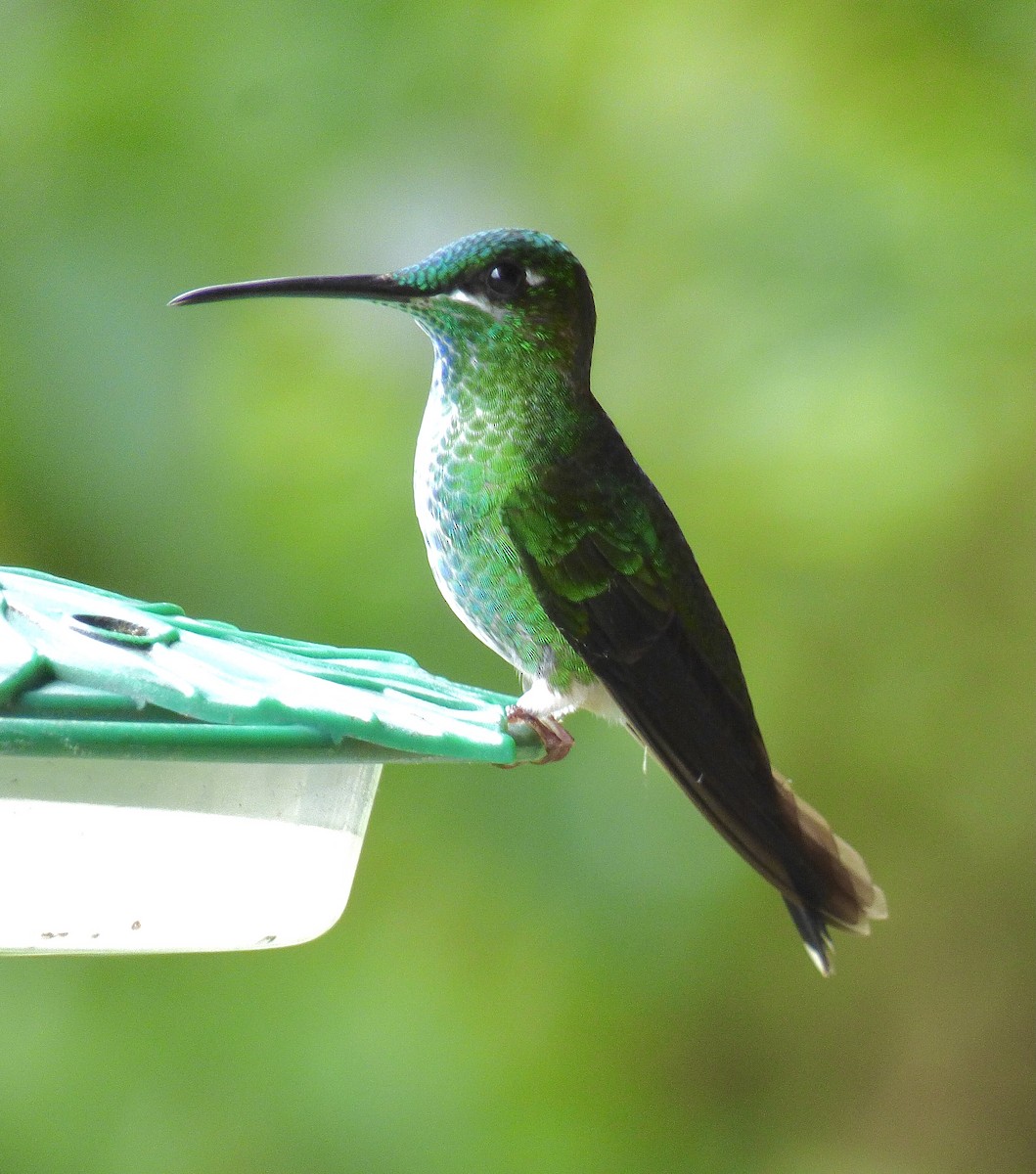Green-crowned Brilliant - ML507383571