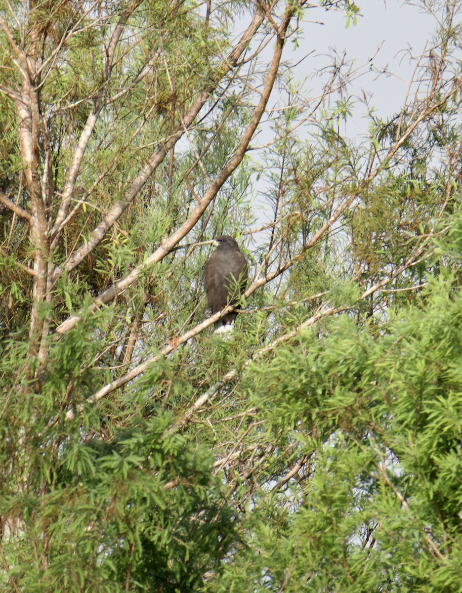 Short-tailed Hawk - ML507384981