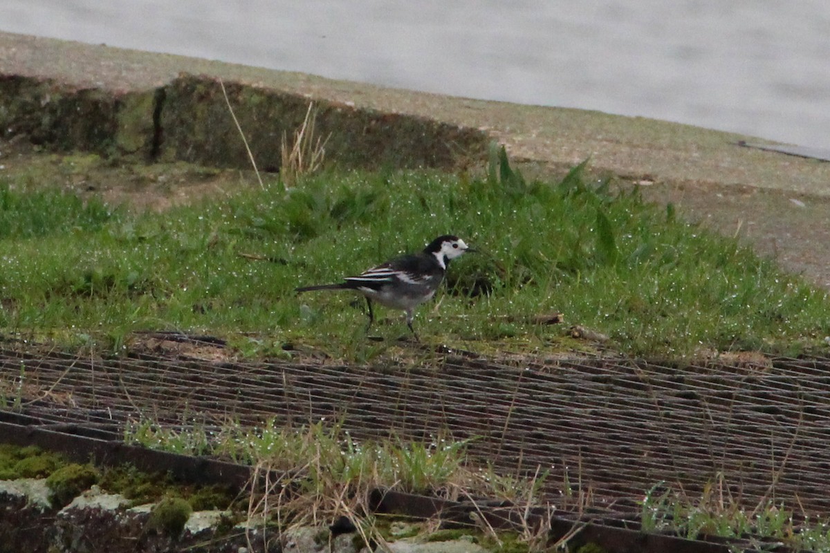 White Wagtail (British) - Roy Fabry