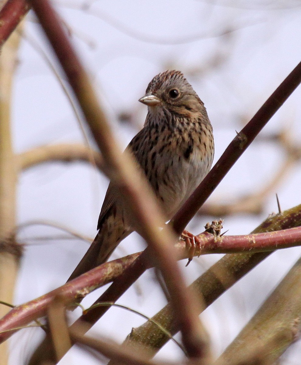 Lincoln's Sparrow - Ken Schneider