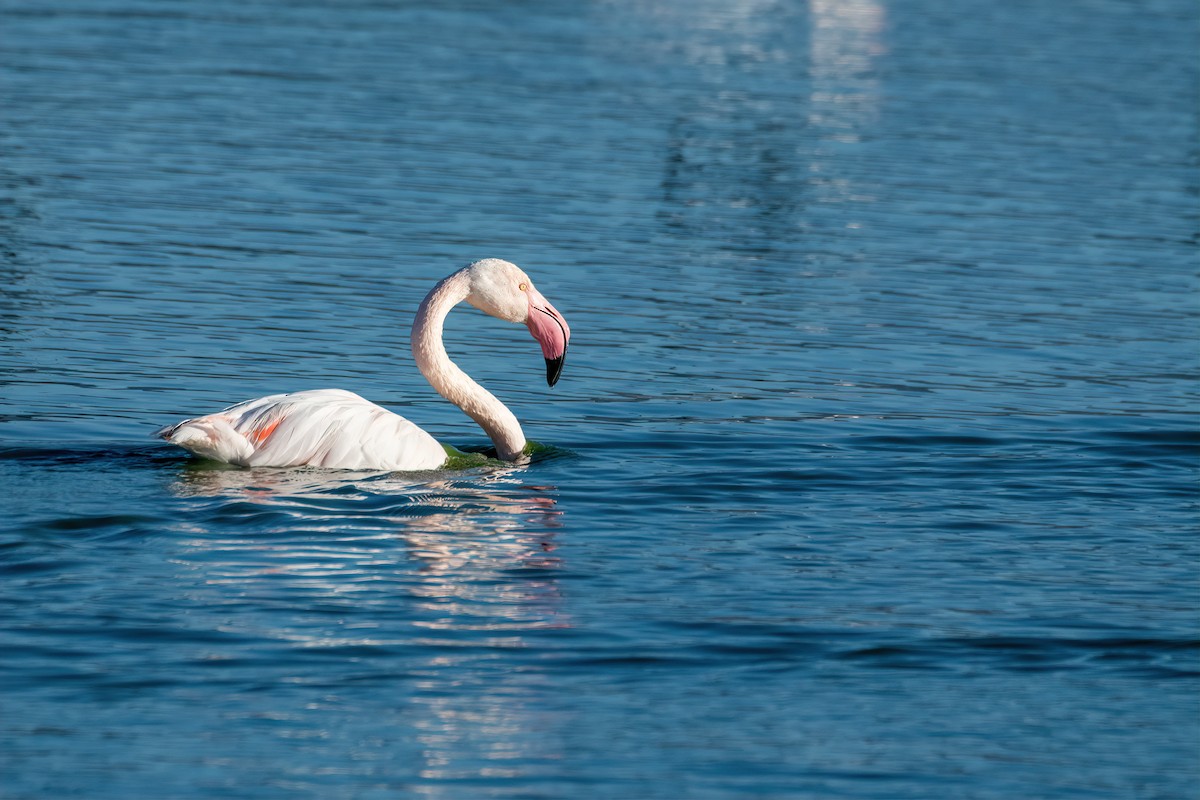 Greater Flamingo - Eren Aksoylu