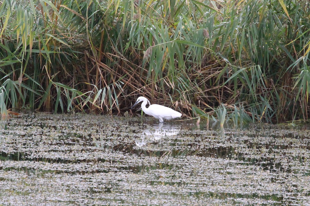 Little Egret - ML507386891