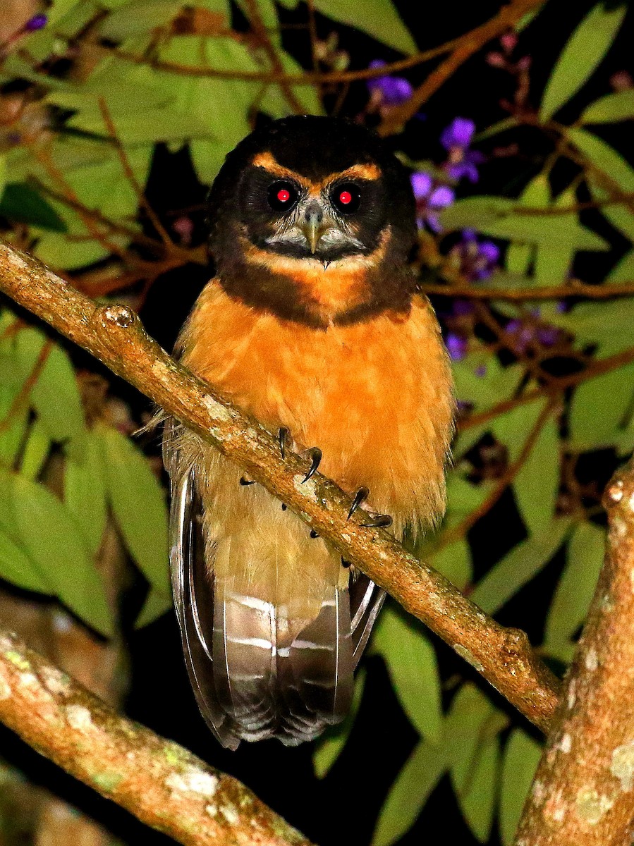 Tawny-browed Owl - ML507386941