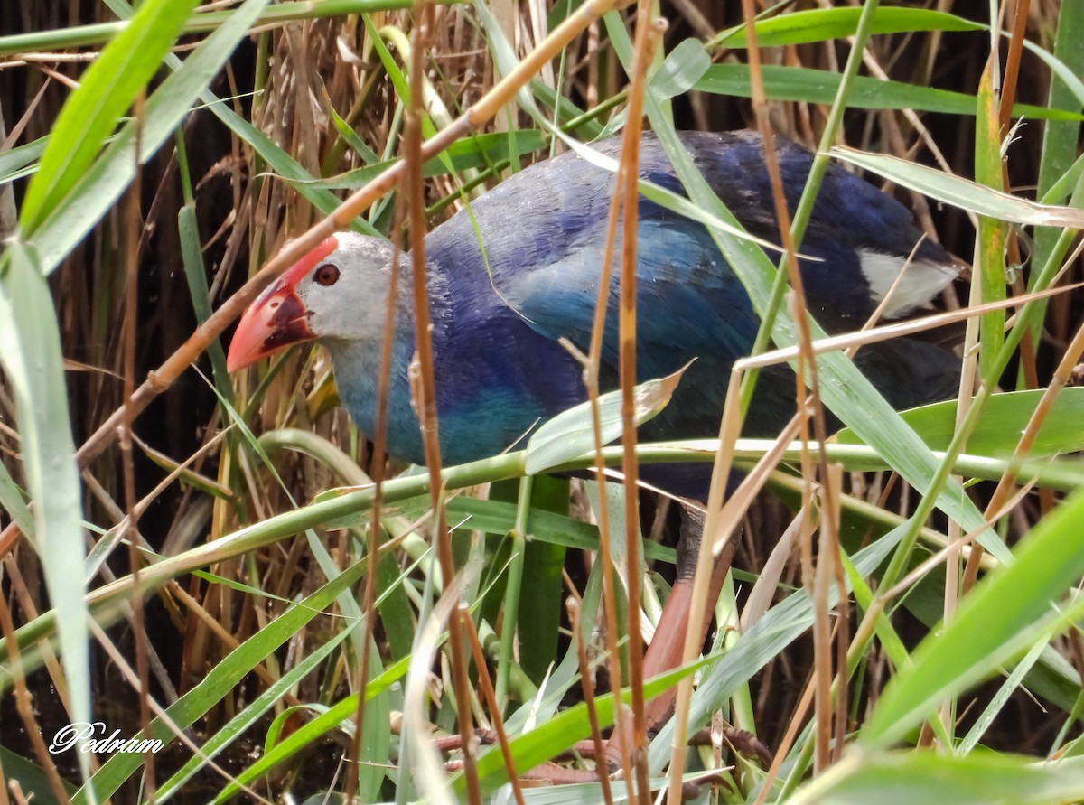 Gray-headed Swamphen - ML507389401