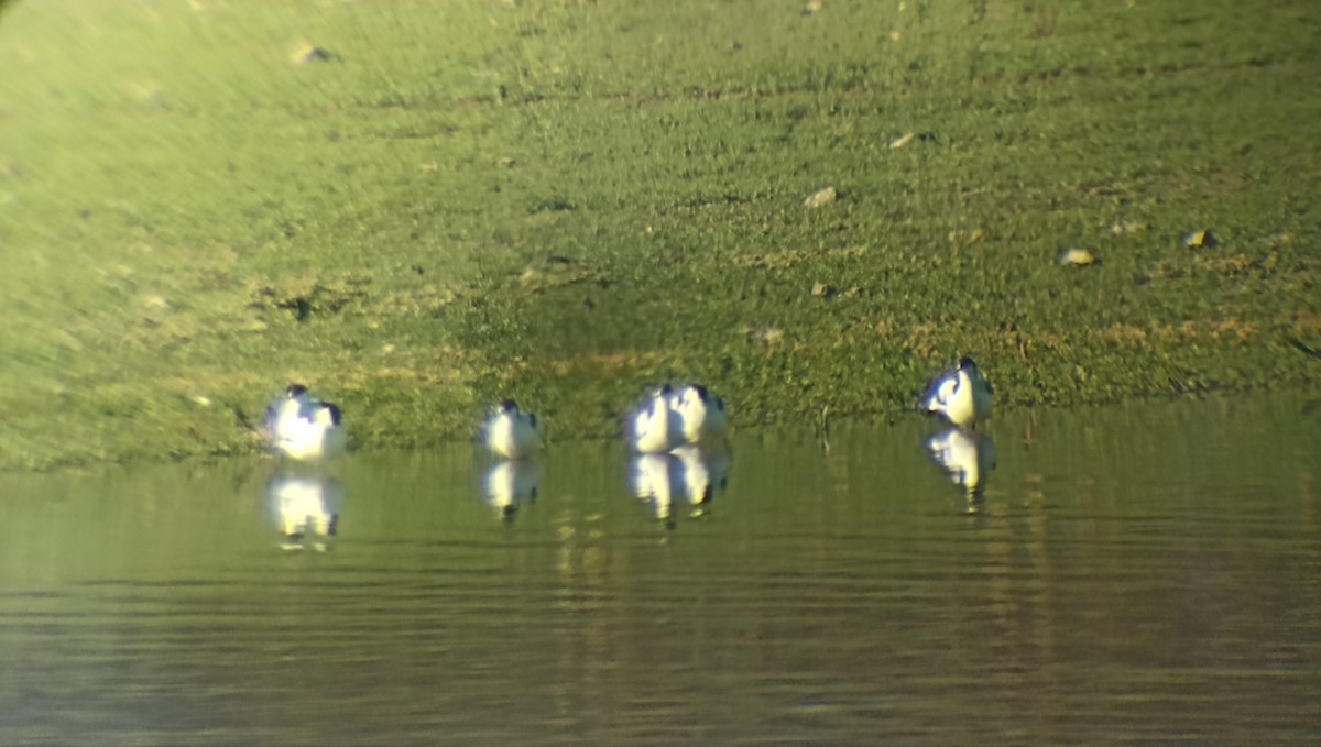 Pied Avocet - ML507389541