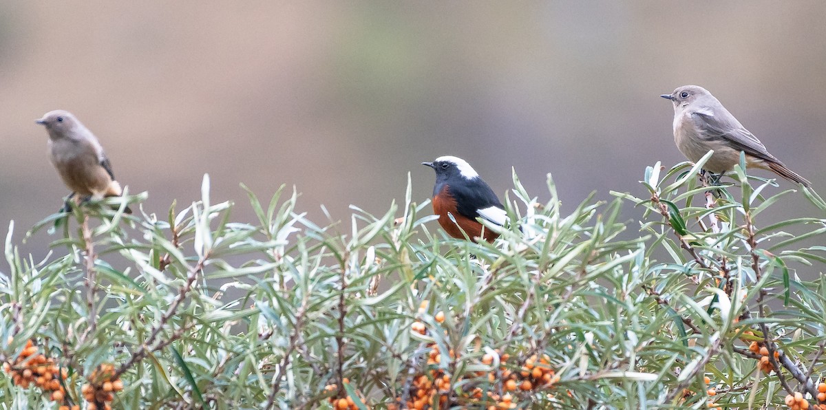 White-winged Redstart - Ramachandran Rajagopal