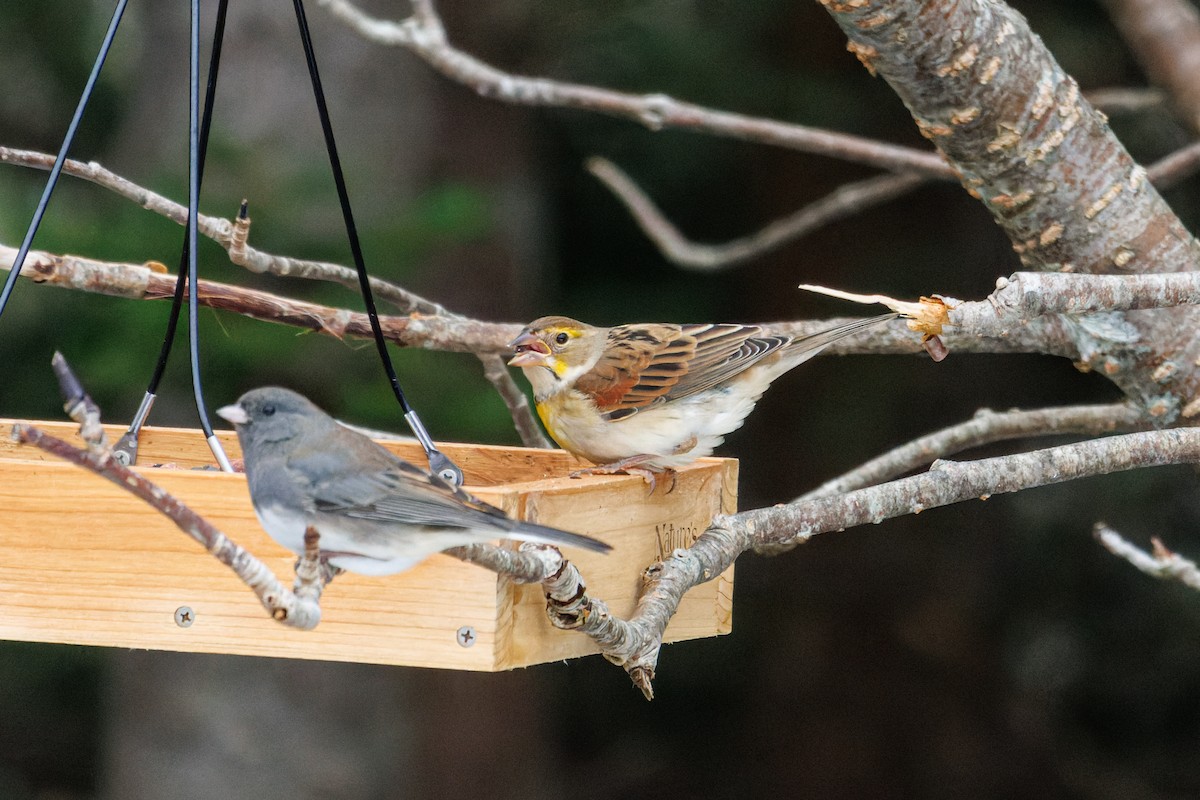 Dickcissel - ML507394351