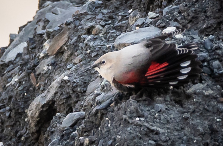 Wallcreeper - ML507394881