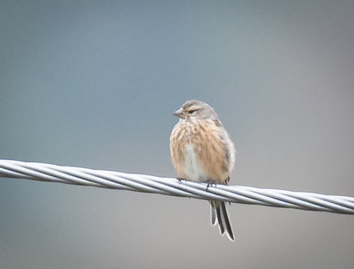 Eurasian Linnet - ML507395051