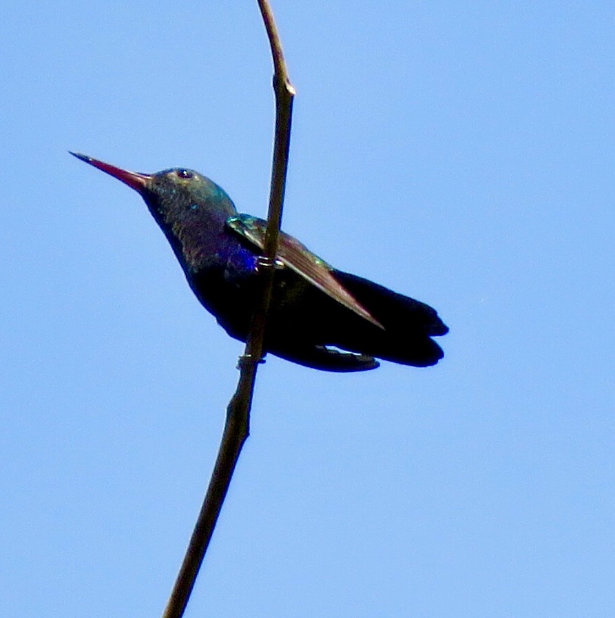 Violet-bellied Hummingbird - Carlos Sanguinetti