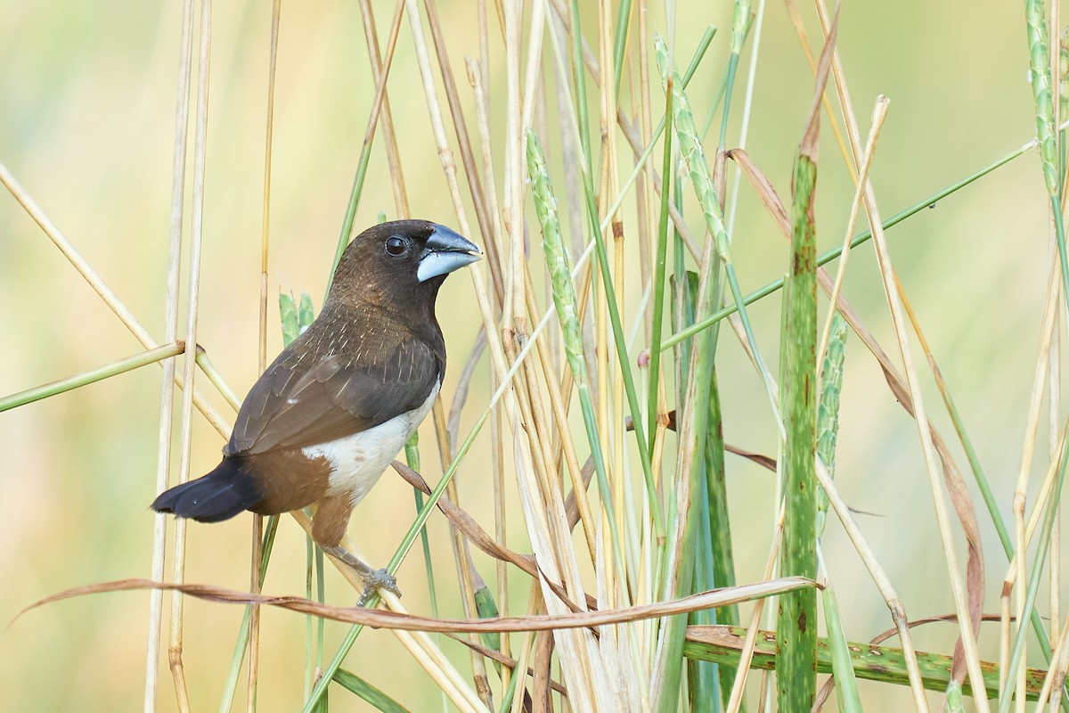 White-rumped Munia - Raghavendra  Pai