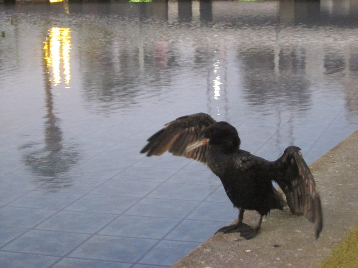 Neotropic Cormorant - ML507399081