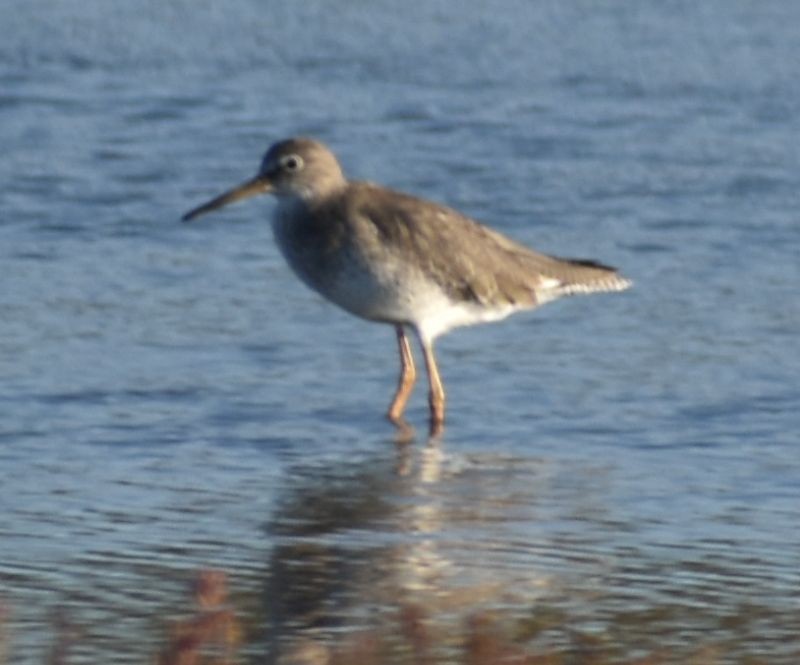 Common Redshank - Sally Anderson