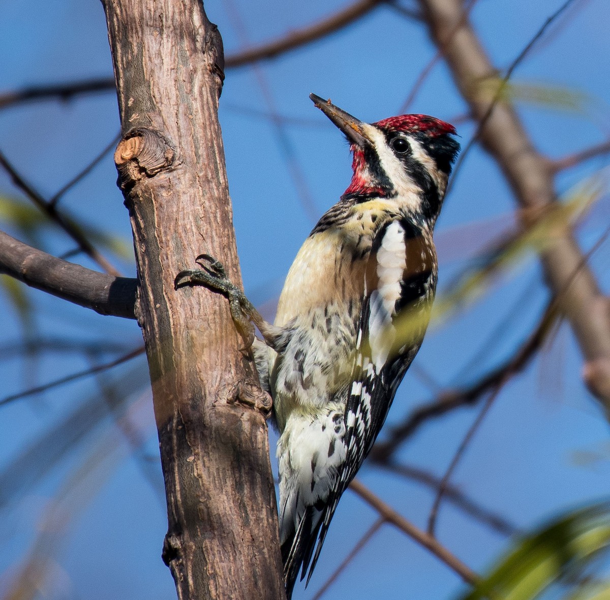 Yellow-bellied Sapsucker - ML507399871