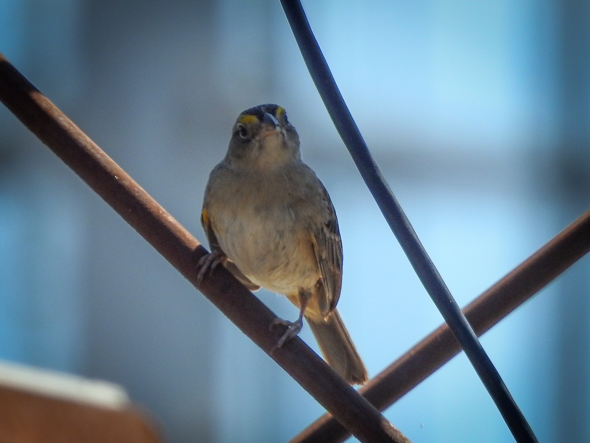 Grassland Sparrow - ML507399911