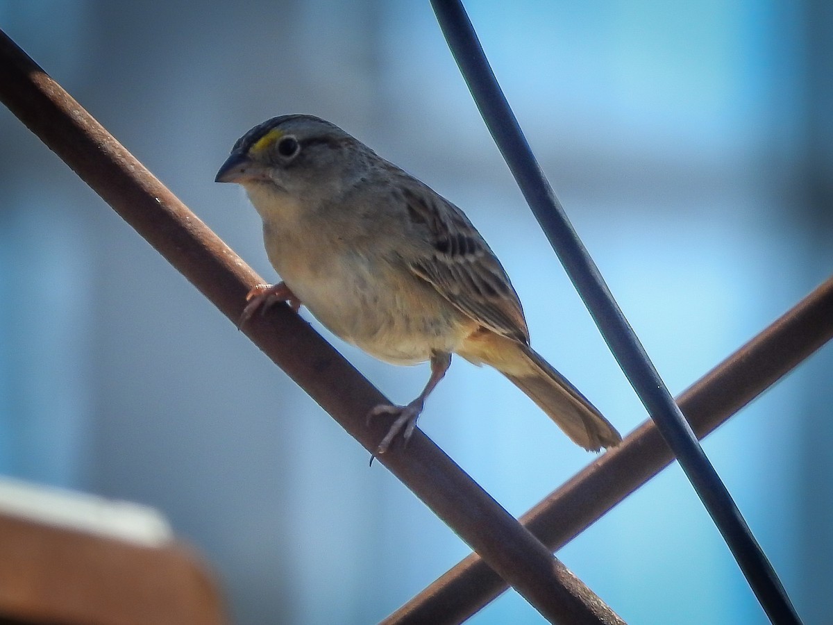 Grassland Sparrow - ML507399921