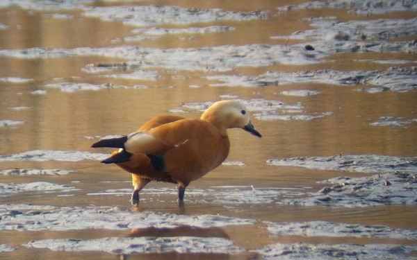 Ruddy Shelduck - ML507400061