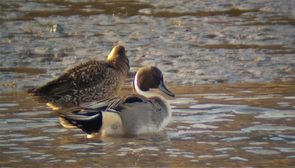 Northern Pintail - ML507400141
