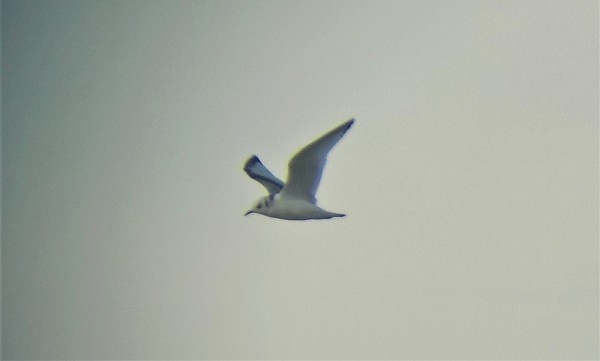 Black-legged Kittiwake - ML507400271