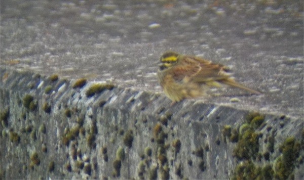 Cirl Bunting - ML507401041