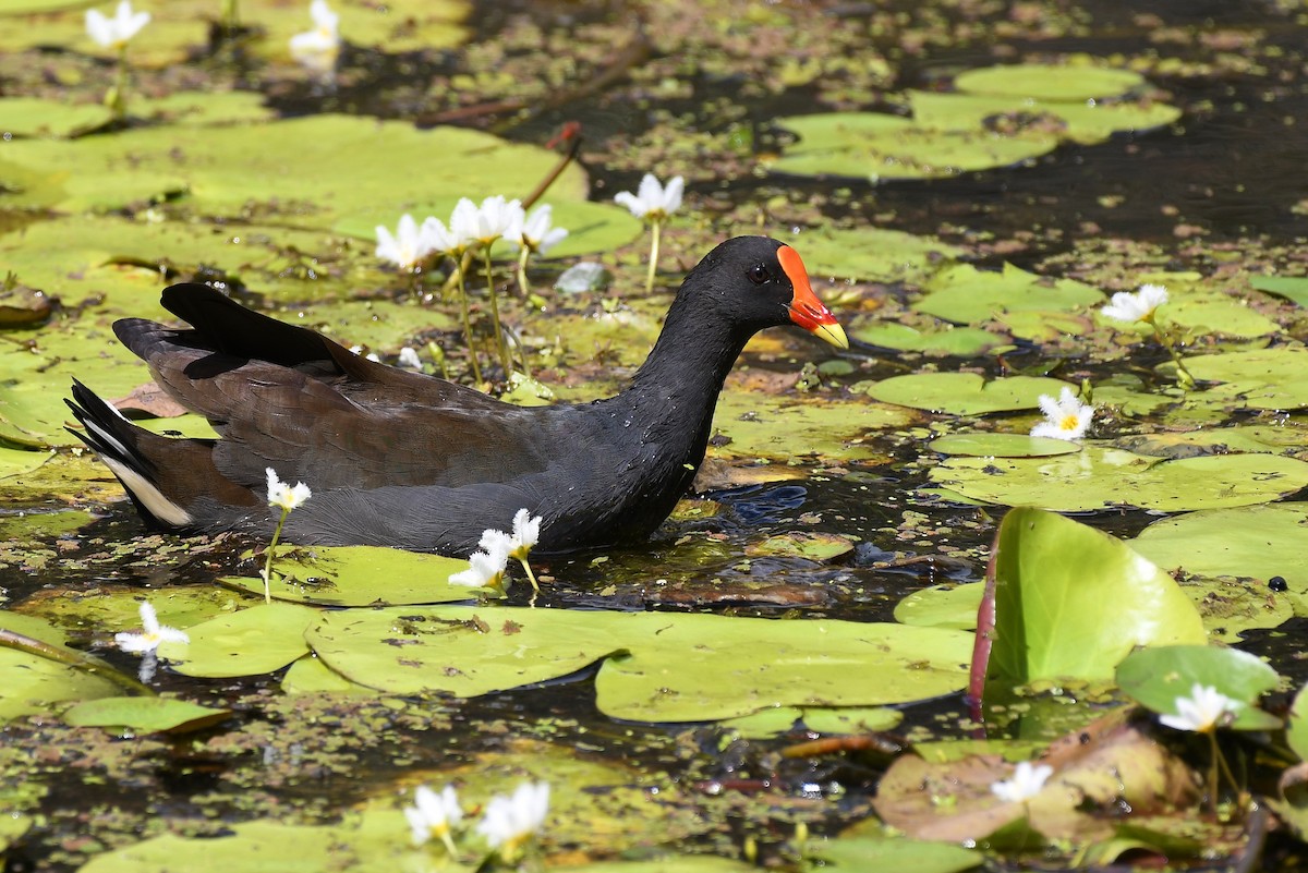 Dusky Moorhen - Terence Alexander