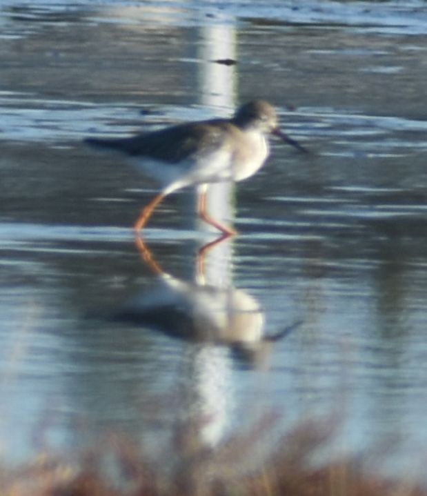 Common Redshank - Sally Anderson