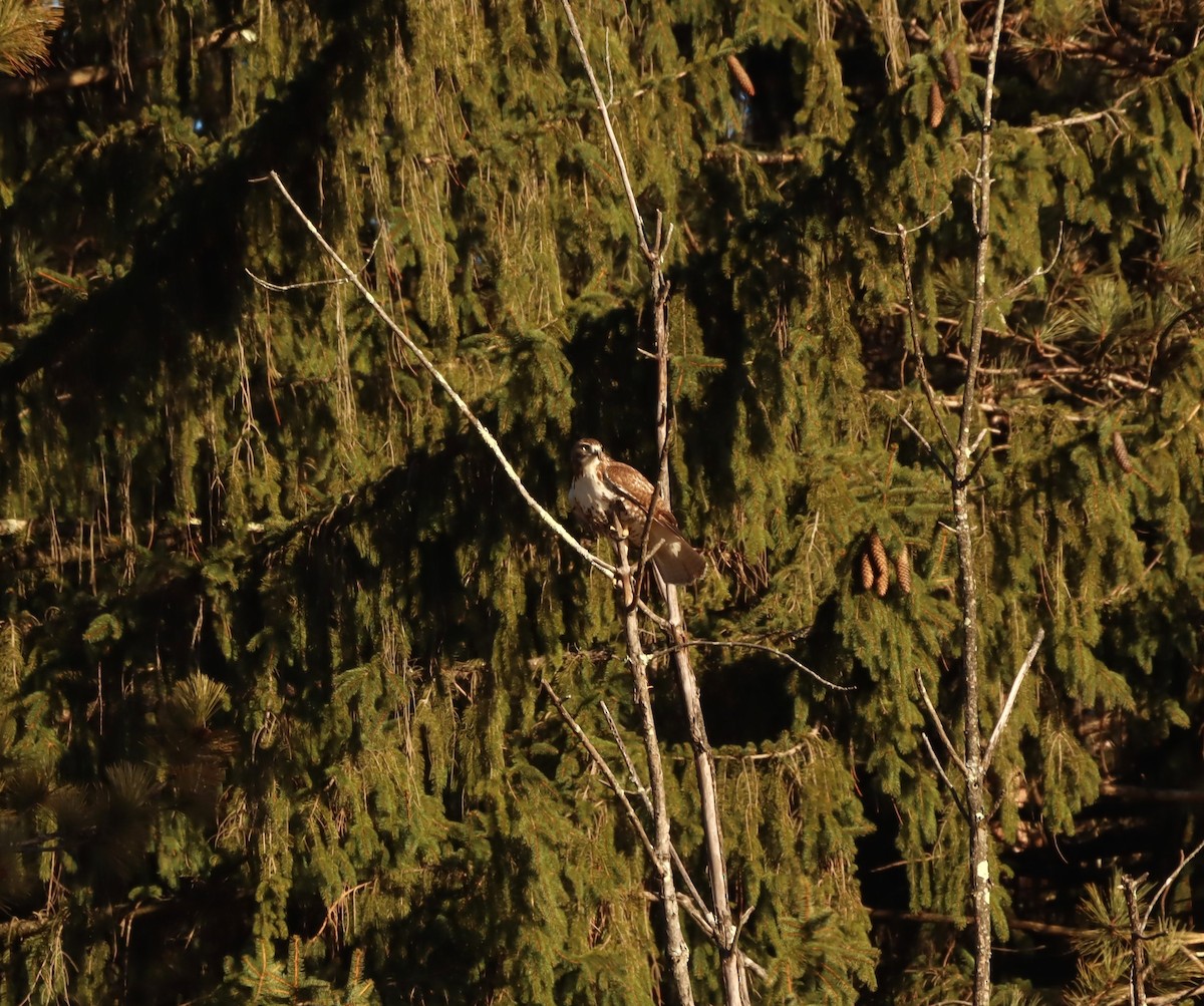 Red-tailed Hawk - ML507402481