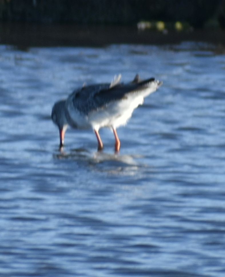 Common Redshank - Sally Anderson