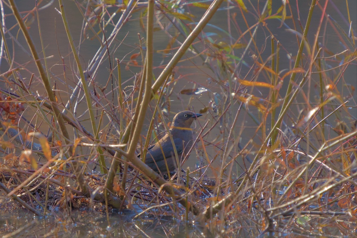 Rusty Blackbird - ML507402911