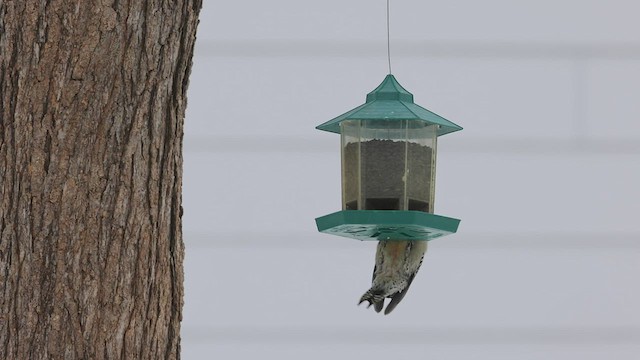 Red-bellied Woodpecker - ML507403371