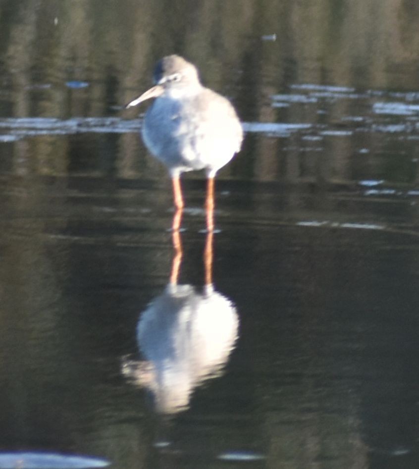 Common Redshank - Sally Anderson