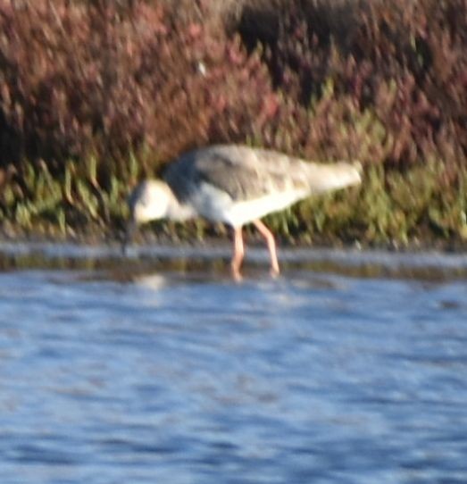 Common Redshank - ML507404581