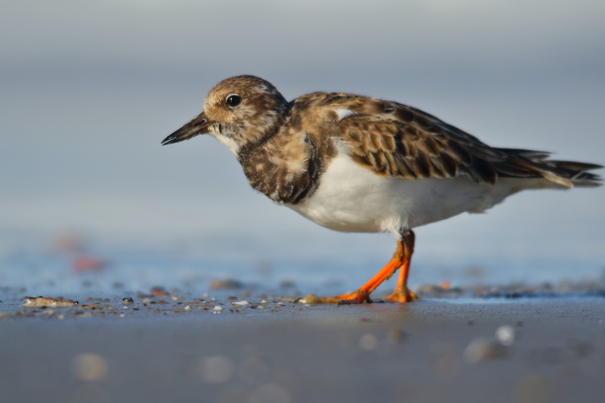 Ruddy Turnstone - ML507405121