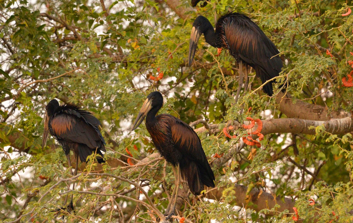 African Openbill - leonard blass