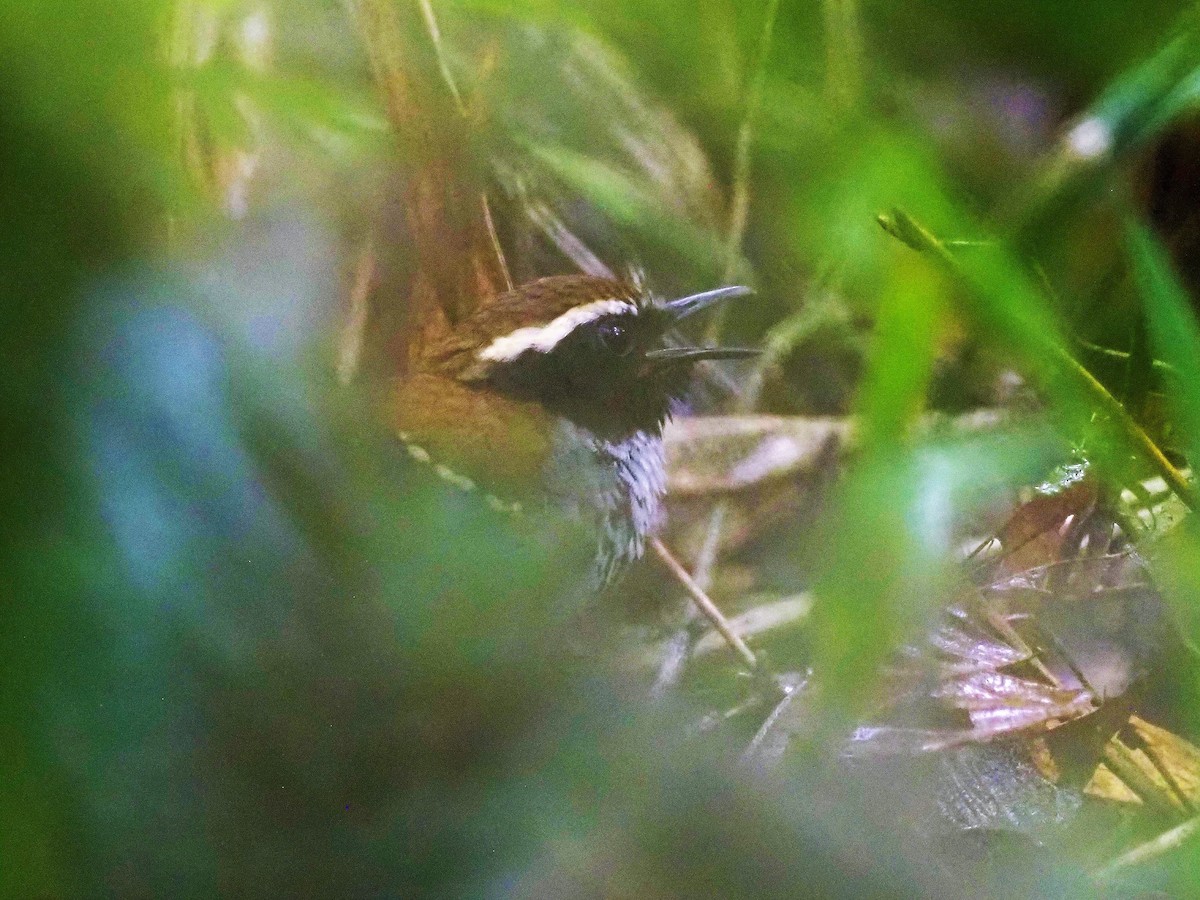 White-bibbed Antbird - John Bruder