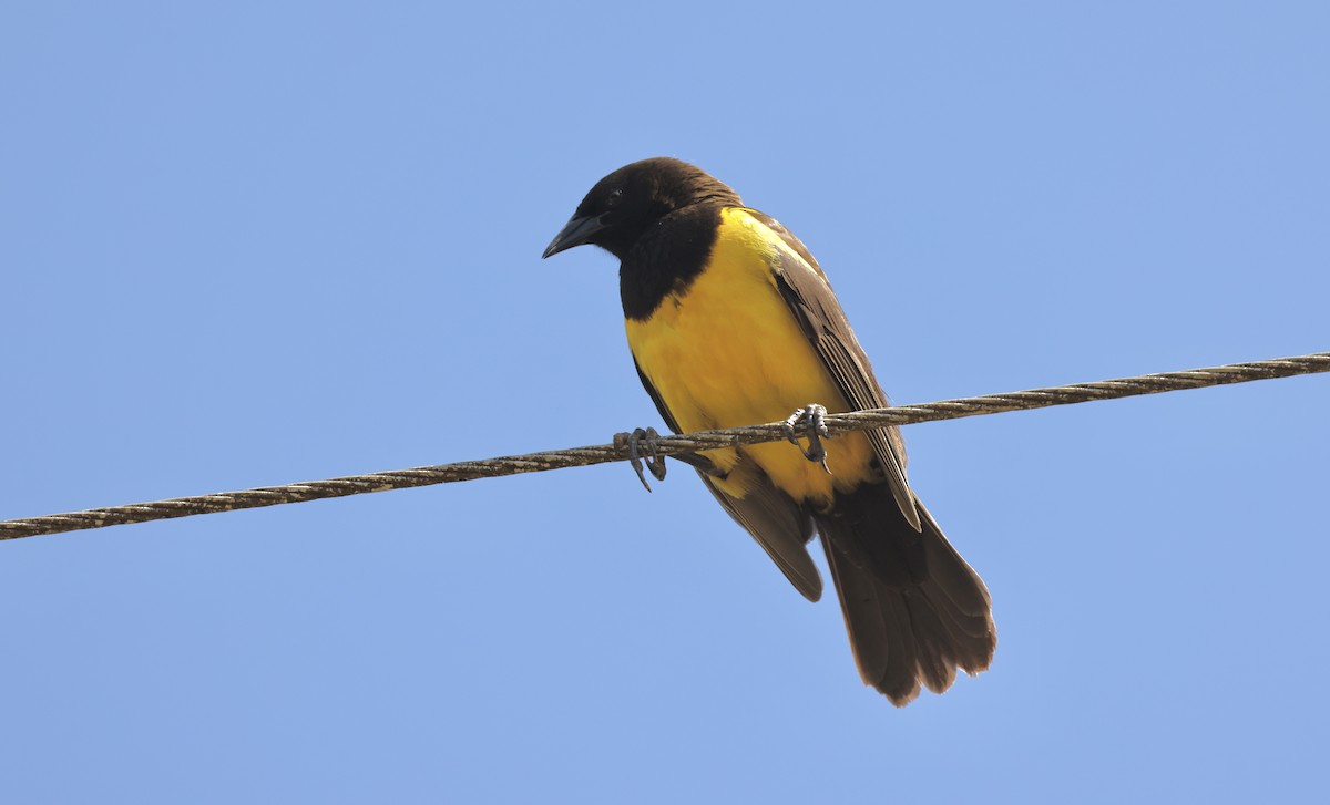Yellow-rumped Marshbird - ML507407961