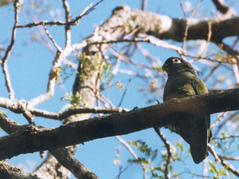 Scaly-headed Parrot - Federico Schulz