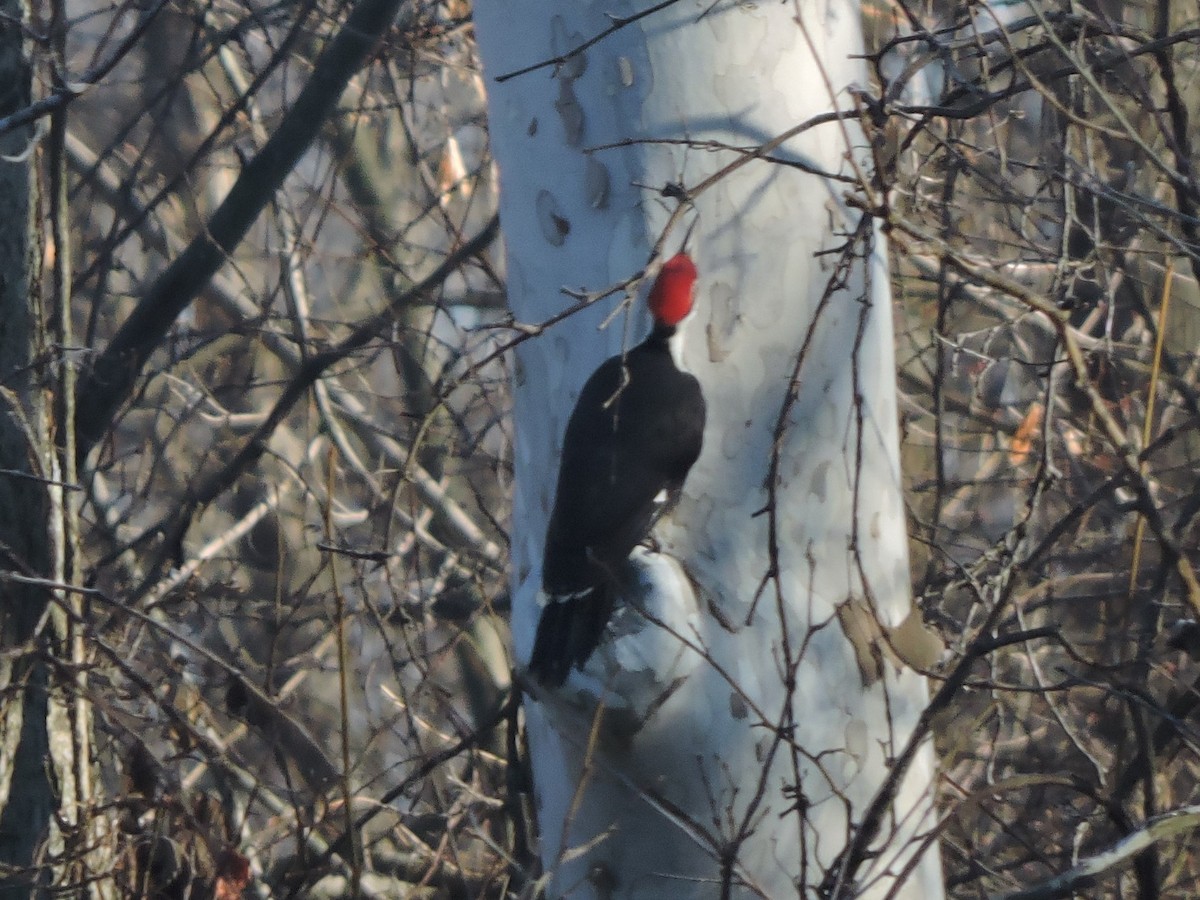 Pileated Woodpecker - ML507410091